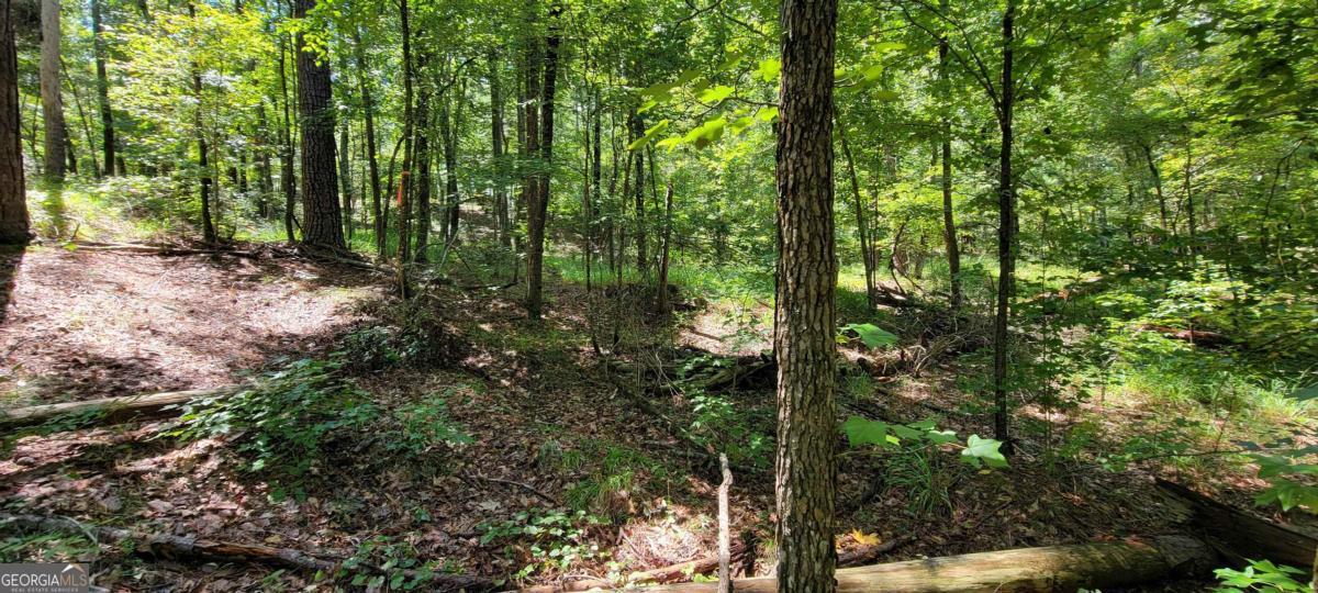 726 Marigold Road Sparta, GA 31087 - Photo 3 of 7 a view of forest