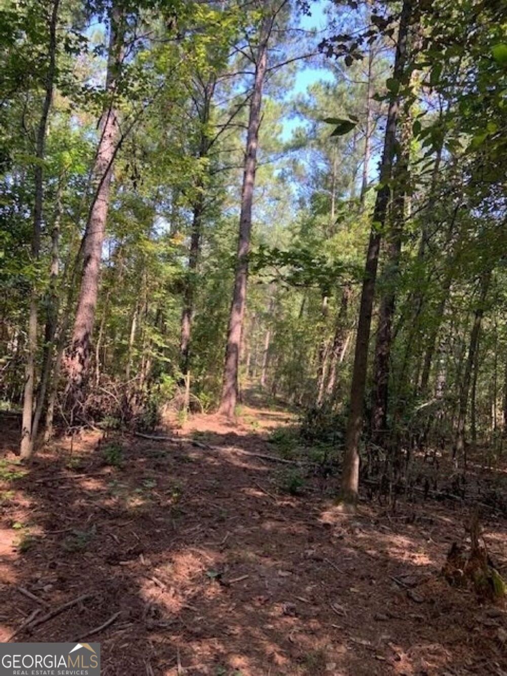 0 Grovania Road Hawkinsville, GA 31036 - Photo 13 of 20 a view of a yard with a tree