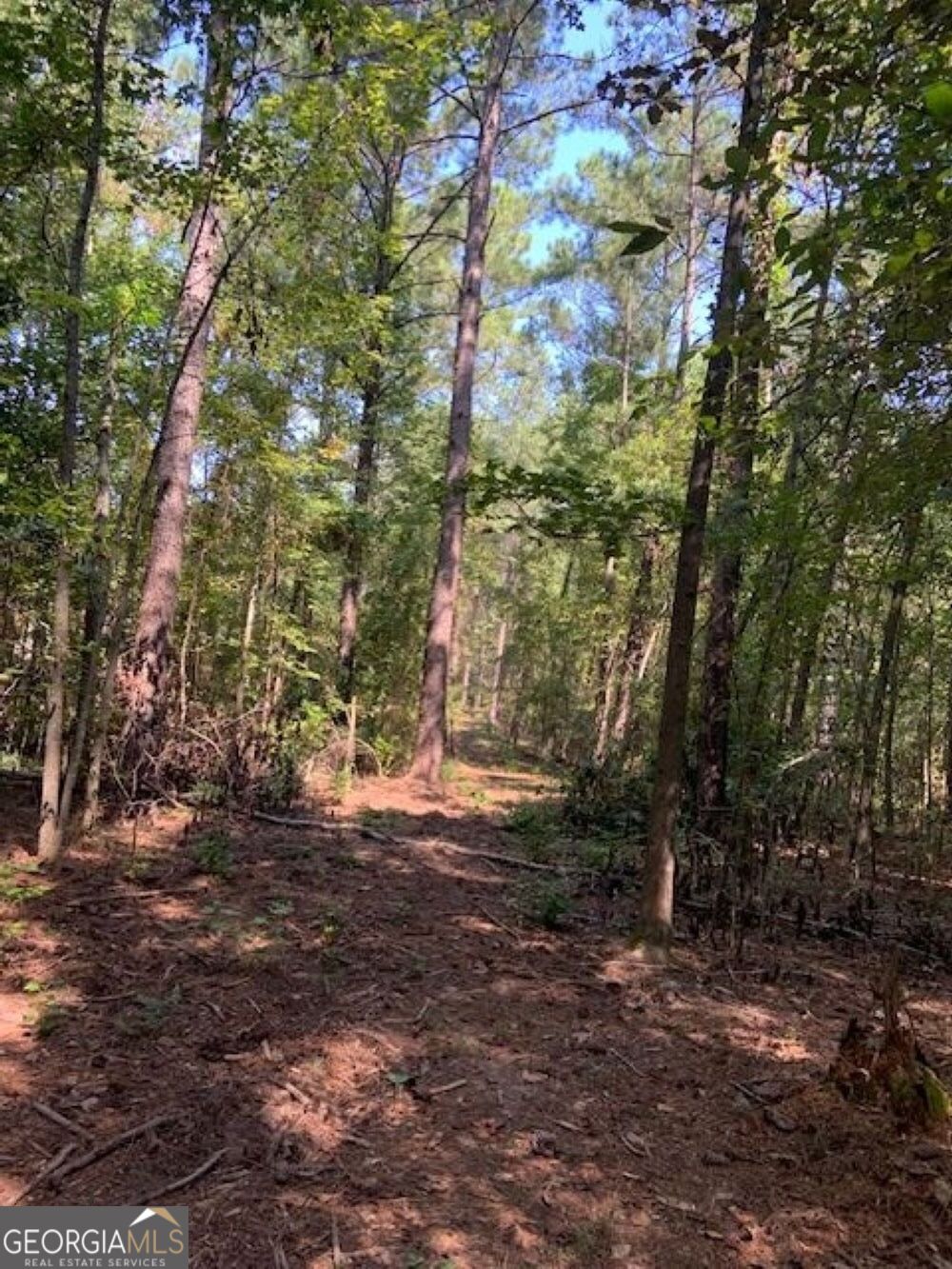 0 Grovania Road Hawkinsville, GA 31036 - Photo 15 of 20 a view of a yard with a tree