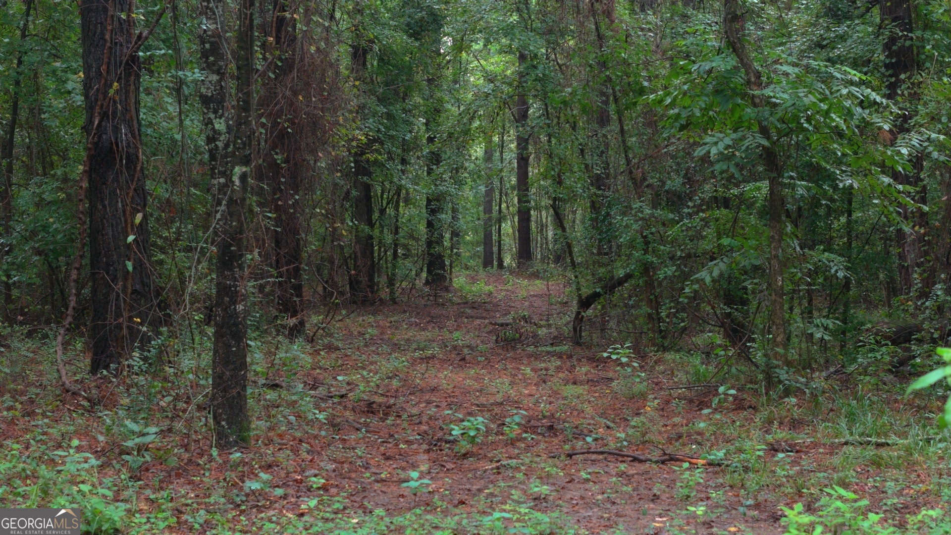 0 Grovania Road Hawkinsville, GA 31036 - Photo 10 of 20 a view of a forest with trees in the background