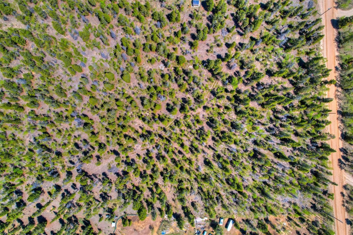 337 Busch Run Fairplay, CO 80440 - Photo 18 of 18 a close up of a plant