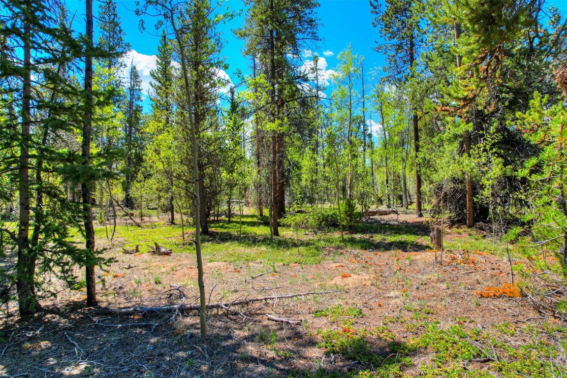 337 Busch Run Fairplay, CO 80440 - Photo 4 of 18 a view of a yard with plants