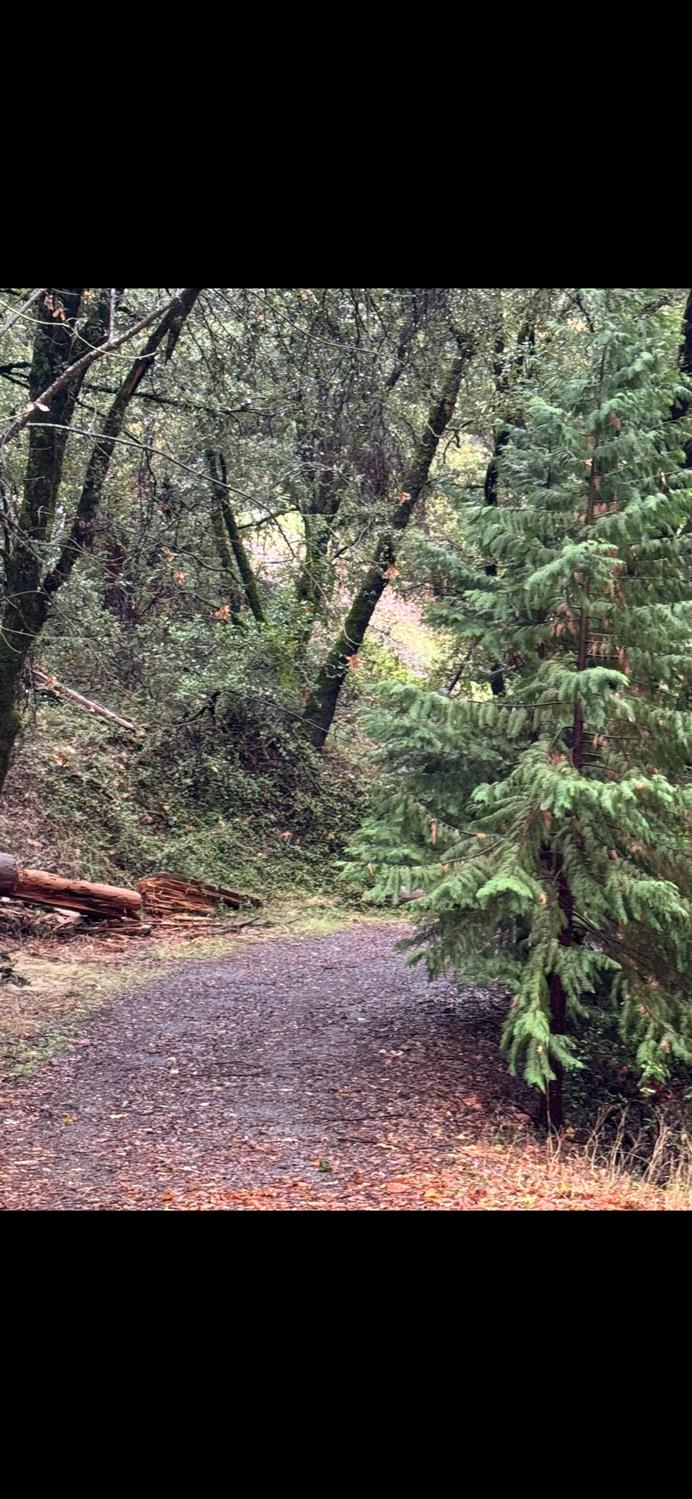 15238 State Rte 26 Glencoe, CA 95232 - Photo 17 of 24 a view of backyard of the house