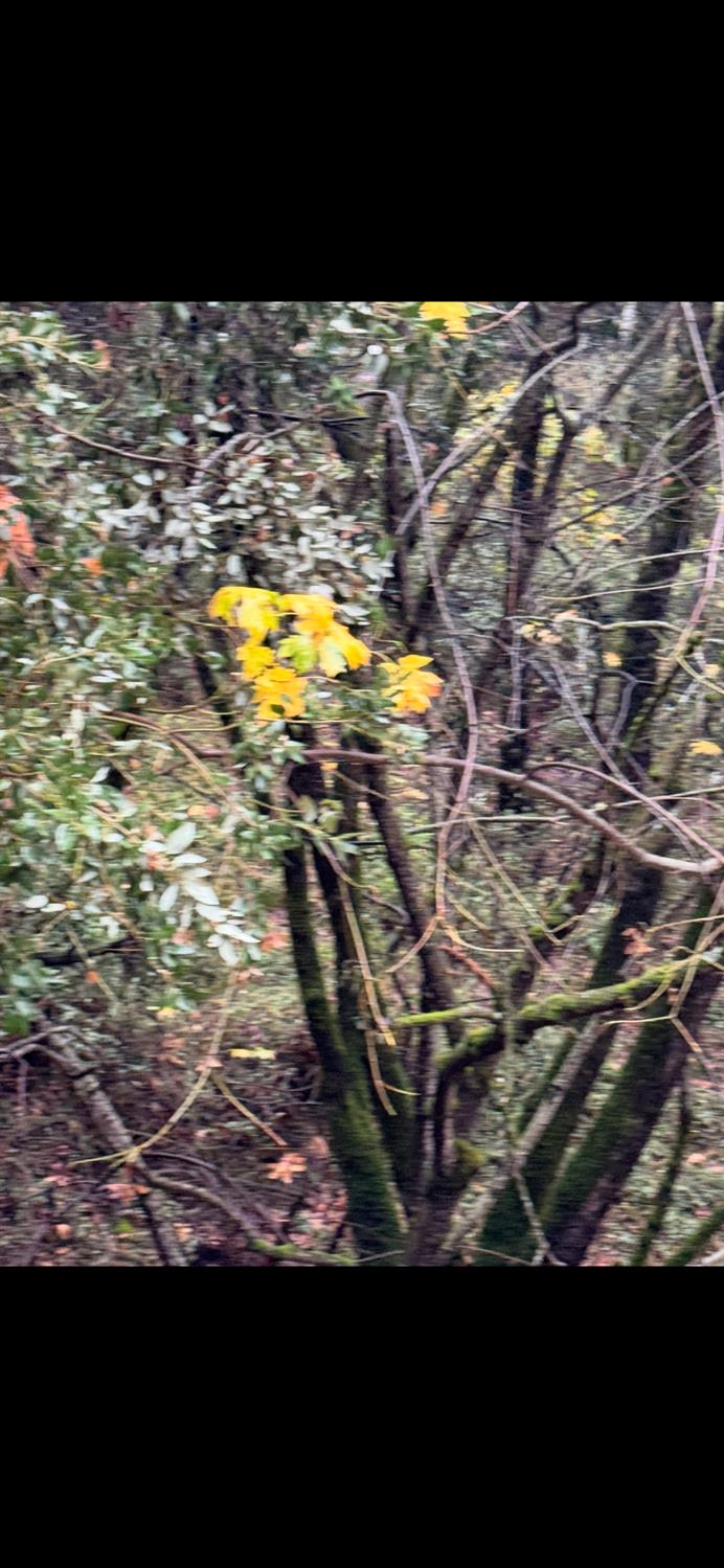 15238 State Rte 26 Glencoe, CA 95232 - Photo 18 of 24 a view of swimming pool from a yard