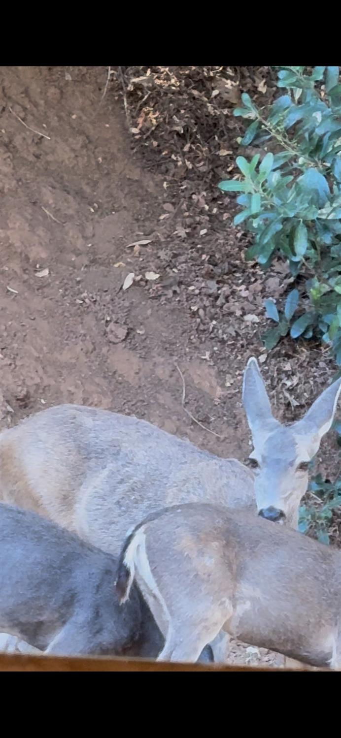 15238 State Rte 26 Glencoe, CA 95232 - Photo 19 of 24 a view of a backyard