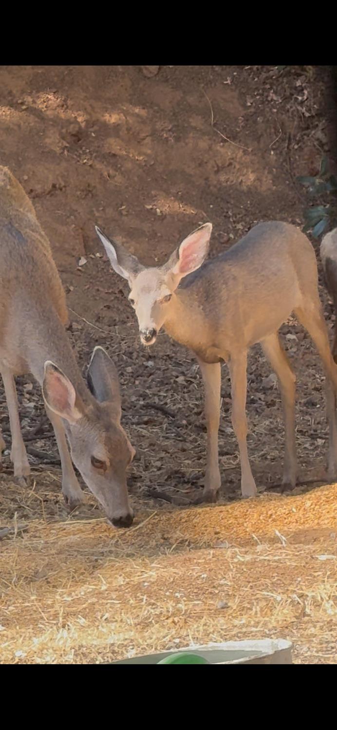 15238 State Rte 26 Glencoe, CA 95232 - Photo 20 of 24 a view of ocean view