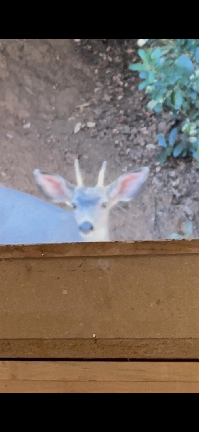 15238 State Rte 26 Glencoe, CA 95232 - Photo 21 of 24 a view of beach and ocean