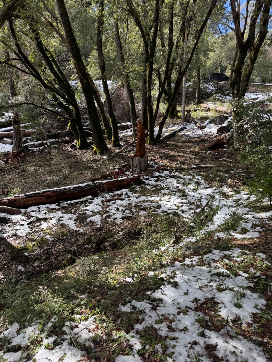 15238 State Rte 26 Glencoe, CA 95232 - Photo 24 of 24 a view of a yard with lots of bushes