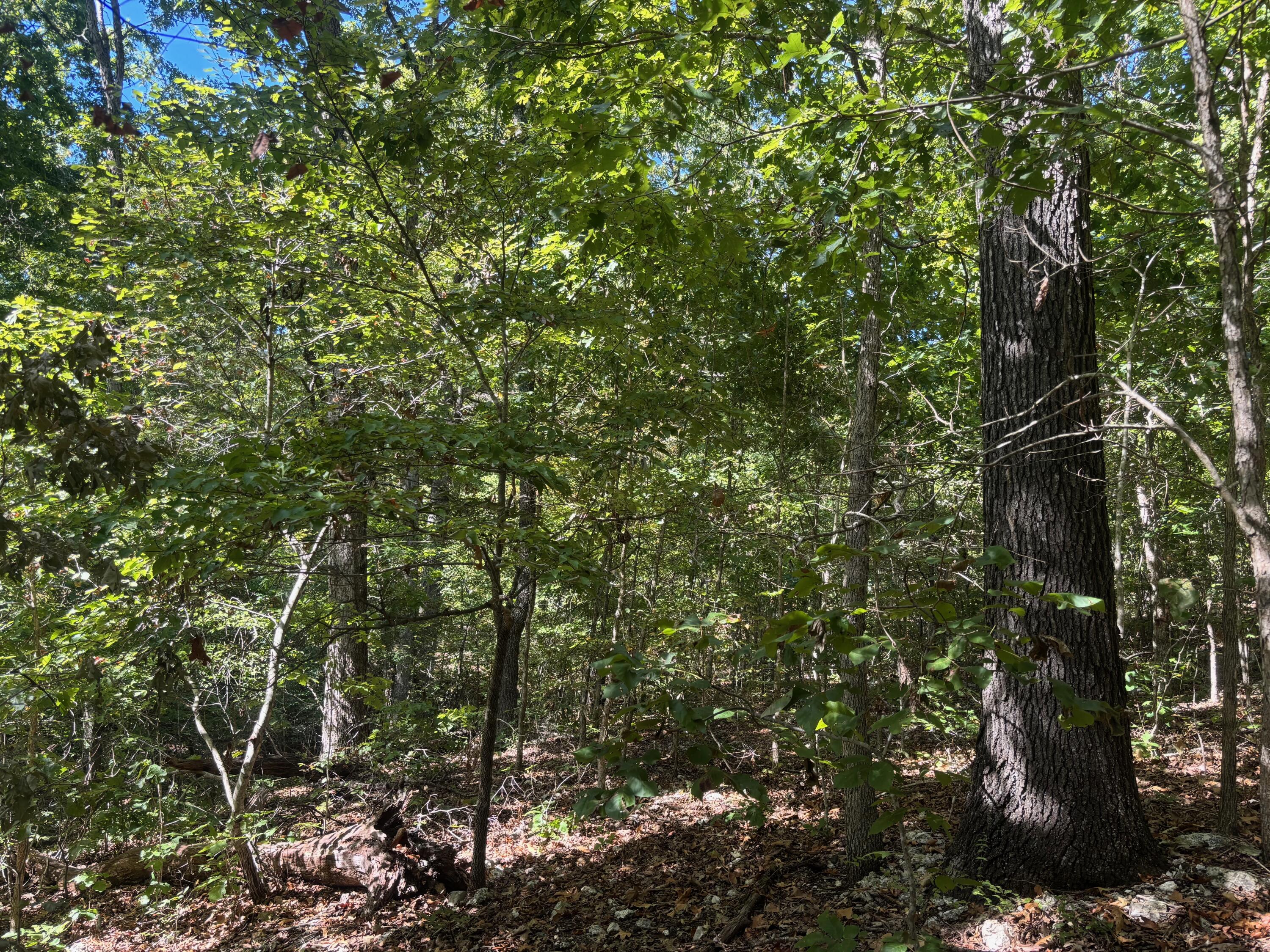 0 Ridgehaven Road Mammoth Spring, AR 72554 - Photo 6 of 32 IMG_2923 (1)