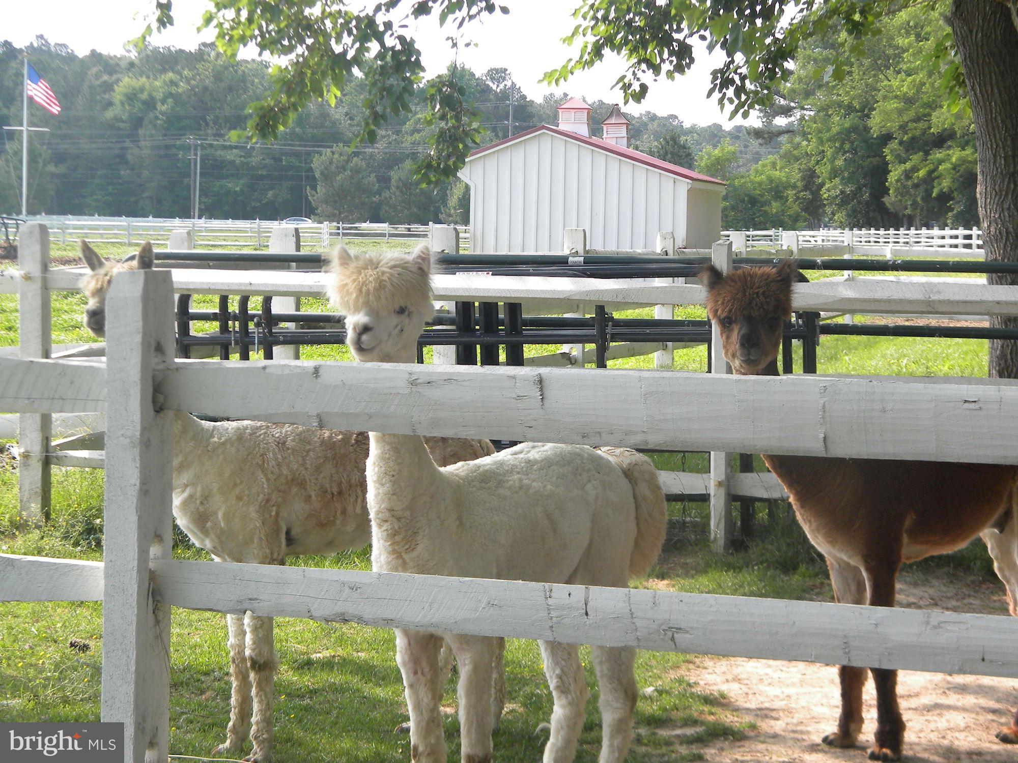 26310 St Michaels Road Easton, MD 21601 - Photo 104 of 122 Alpaca