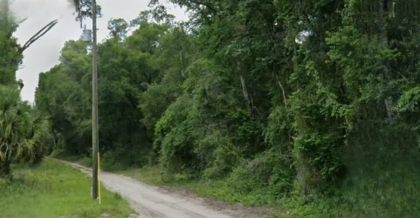 a view of a forest