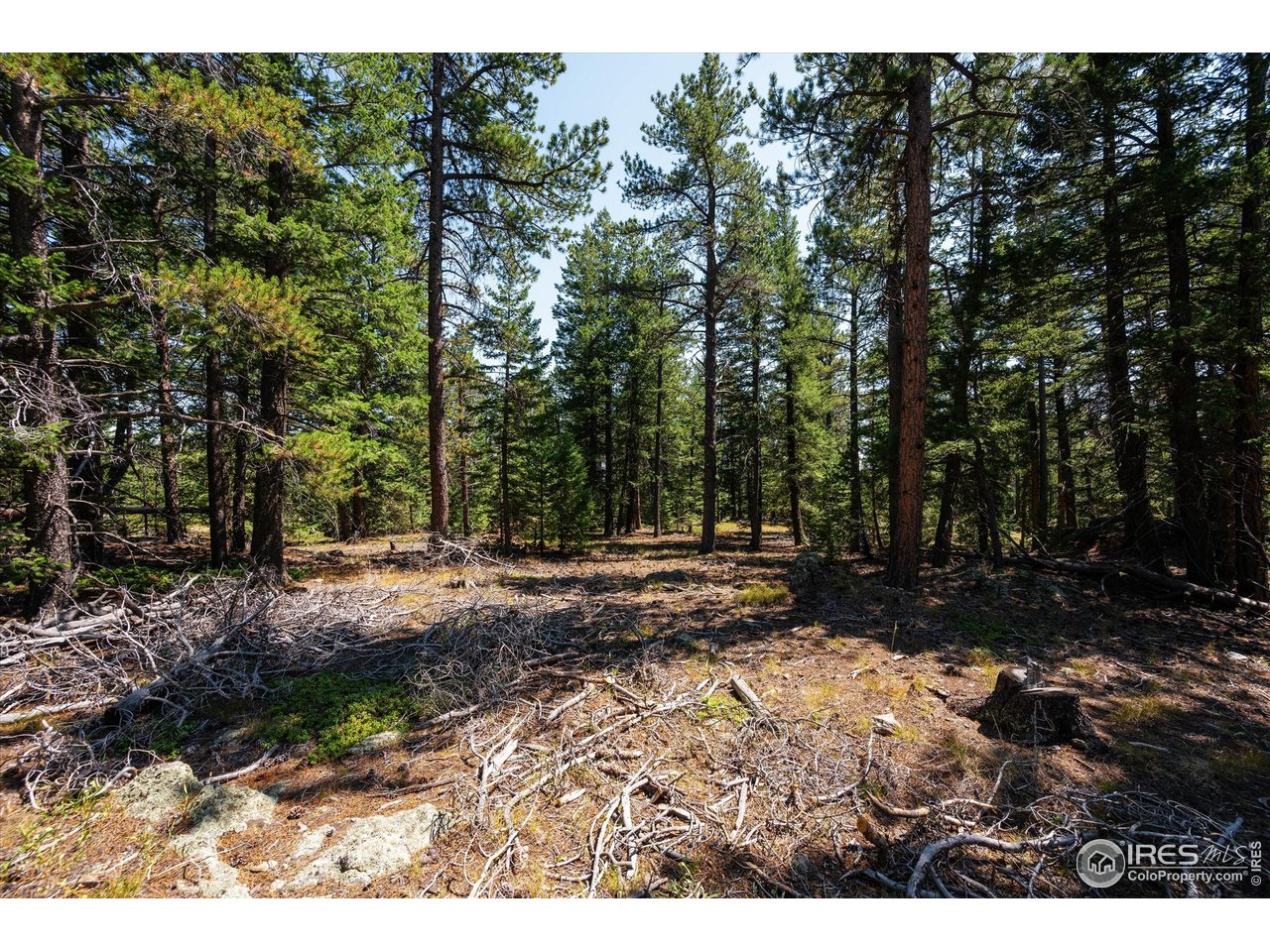 122 Elk Way Drake, CO 80515 - Photo 33 of 43 a view of a backyard with trees