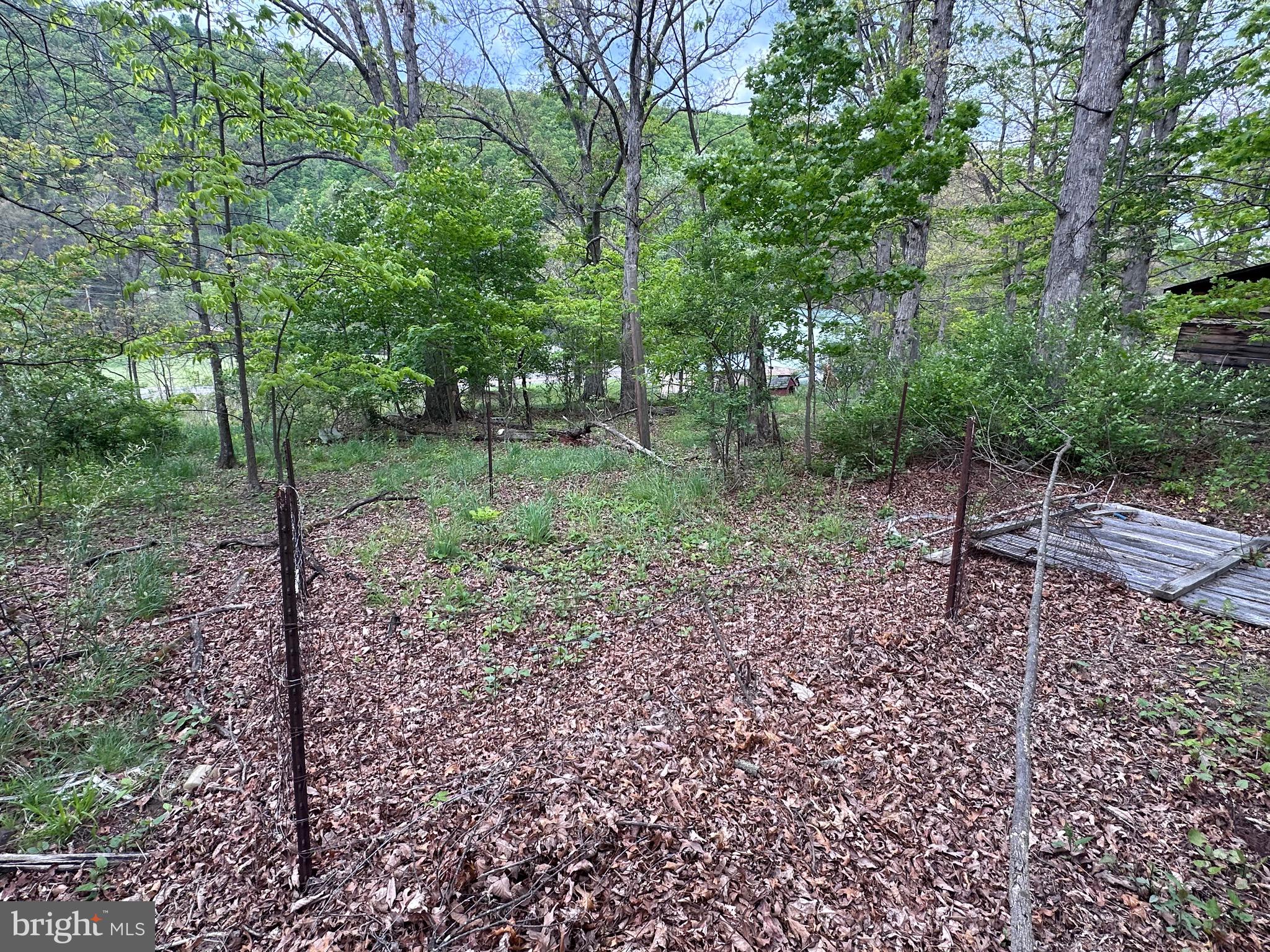 0 Cut Off Road Keyser, WV 26726 - Photo 2 of 11 a view of a forest filled with trees