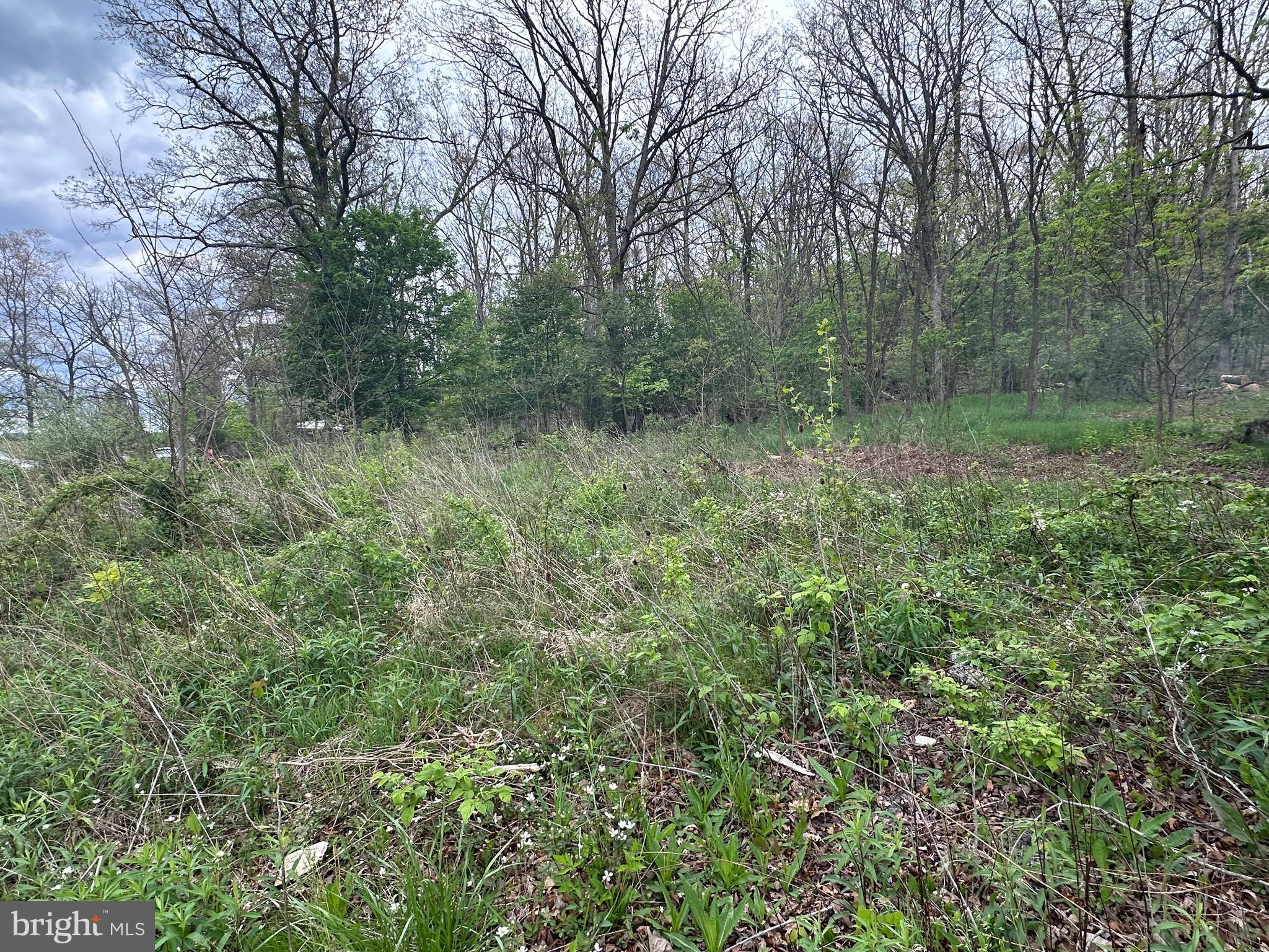 0 Cut Off Road Keyser, WV 26726 - Photo 3 of 11 a view of a lush green forest