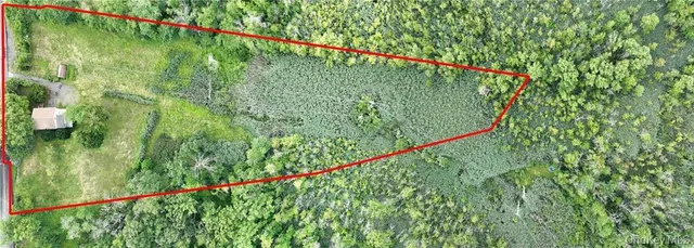 a close up of a lush green forest with lots of plants and trees