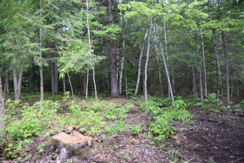 M29-l10-1 Embden Pond Road Embden, ME 04958 - Photo 19 of 19 Wooded area