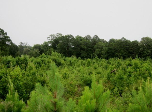 15602 Midway Road Terry, MS 39170 - Photo 10 of 50 Photo 10