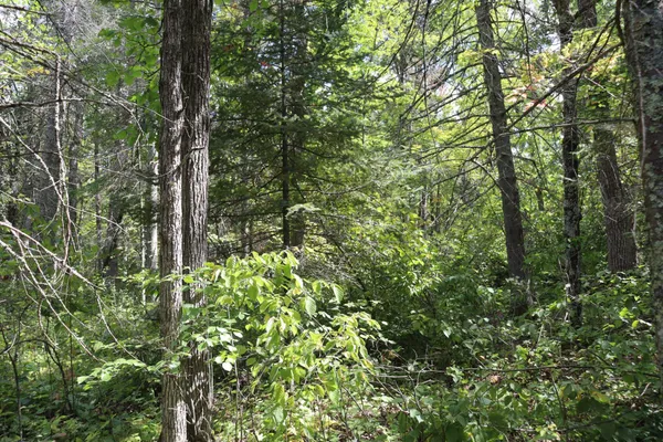 $57,900 | Tbd Little Oak Lake Road, Kerrick, MN 55756