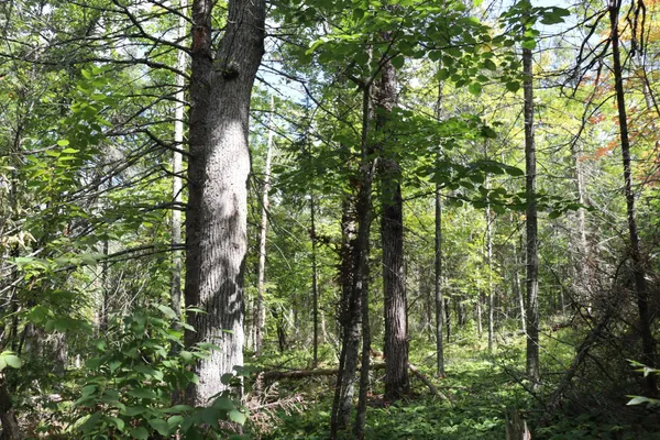 $57,900 | Tbd Little Oak Lake Road, Kerrick, MN 55756