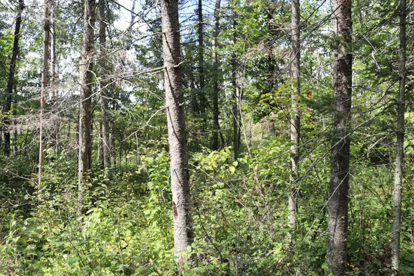 $57,900 | Tbd Little Oak Lake Road, Kerrick, MN 55756