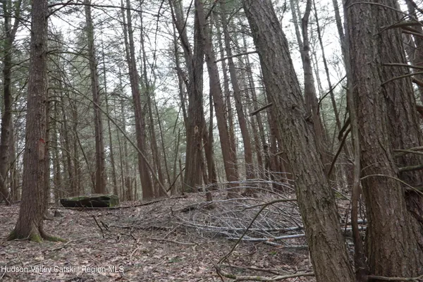 a view of outdoor space with lots of trees