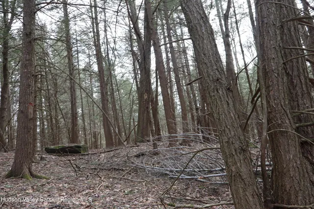 a view of outdoor space with lots of trees