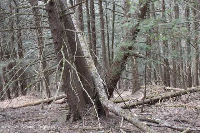 a view of a yard with plants and trees