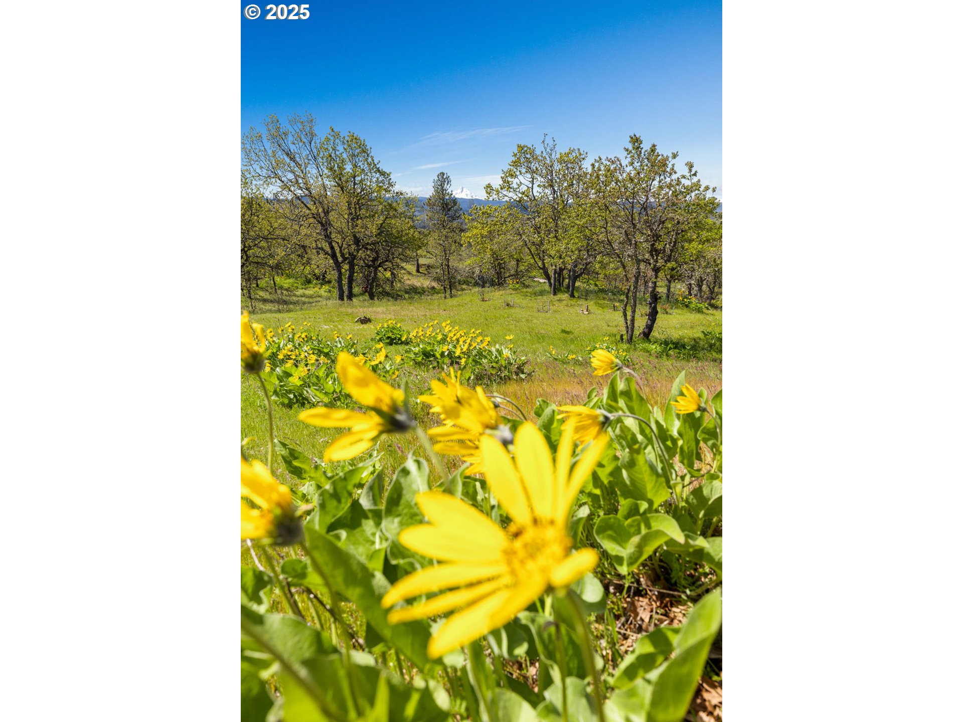 1075 Morgensen Road Mosier, OR 97040 - Photo 4 of 25 Gallery Image 4