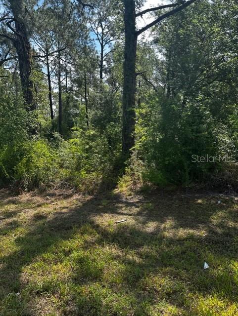 0 Treiman Boulevard Webster, FL 33597 - Photo 2 of 3 a view of a forest filled with trees
