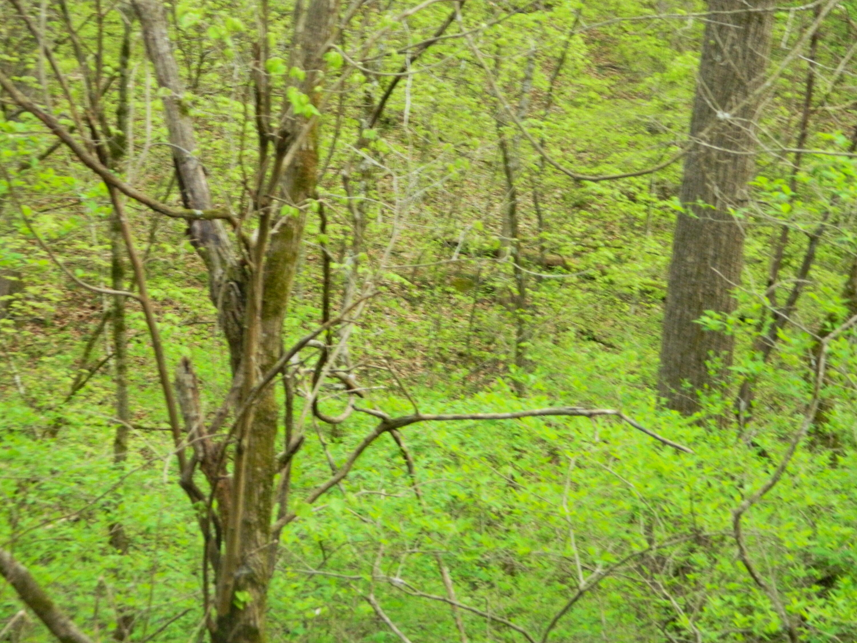 Howell Road Mascot, TN 37806 - Photo 2 of 6 DSCN8591