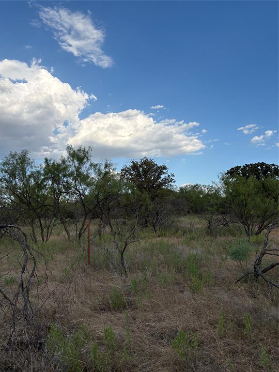 271 Wyatt Road Jacksboro, TX 76458 - Photo 17 of 40 Expansive undeveloped land featuring mature trees and natural vegetation