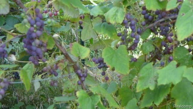 1635 Johnson Mill Road North Branch, MI 48461 - Photo 13 of 19 009.JPG