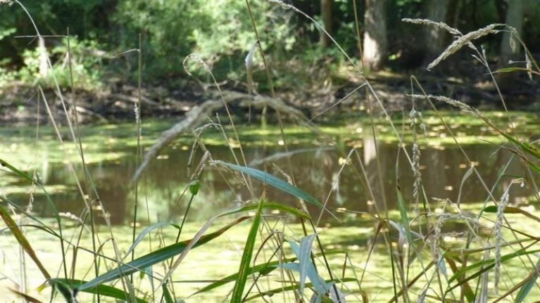 6121 Johnson Road Coloma, MI 49038 - Photo 23 of 26 Private pond