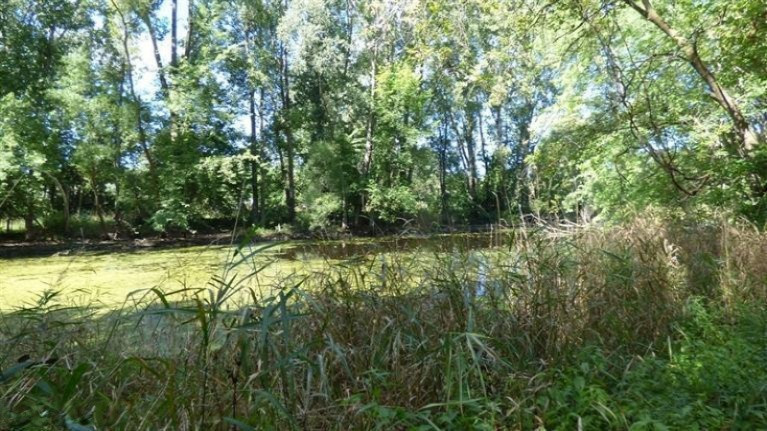 6121 Johnson Road Coloma, MI 49038 - Photo 24 of 26 Pond