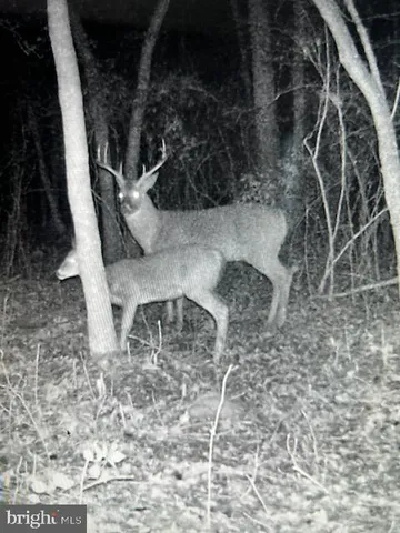 a view of a yard with plants and trees