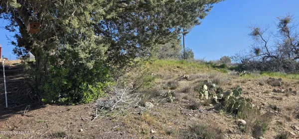 a view of a yard with a tree