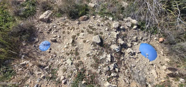 a close up of a plant in a garden