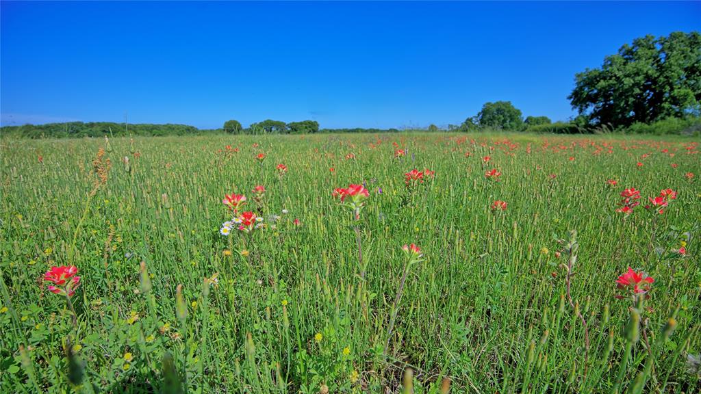 433 Fruitland Road Bowie, TX 76230 - Photo 22 of 40 a view of a lush green space