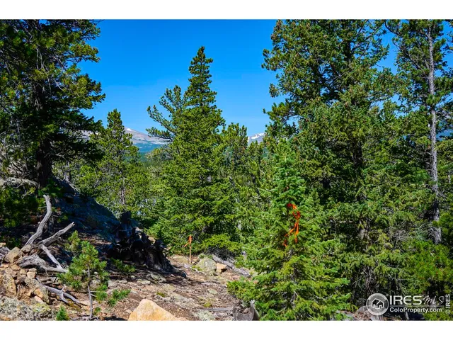 a view of a bunch of plants and trees