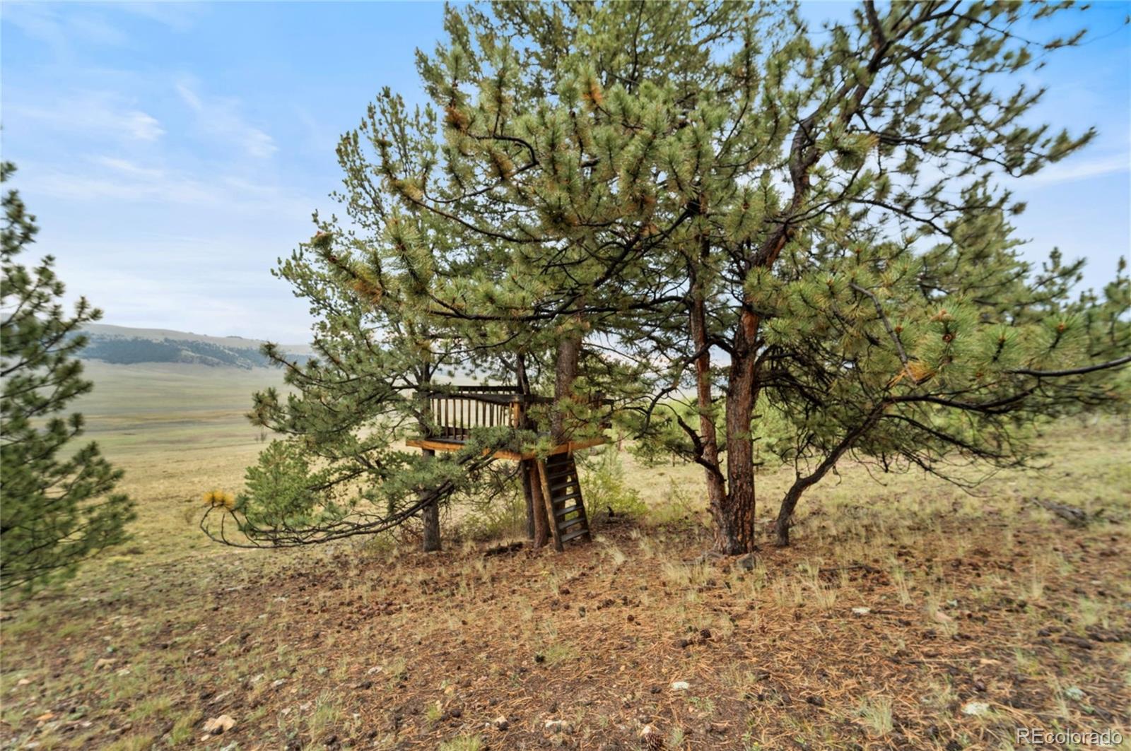 2578 Redhill Road Fairplay, CO 80440 - Photo 40 of 48 a view of a forest with lots of trees