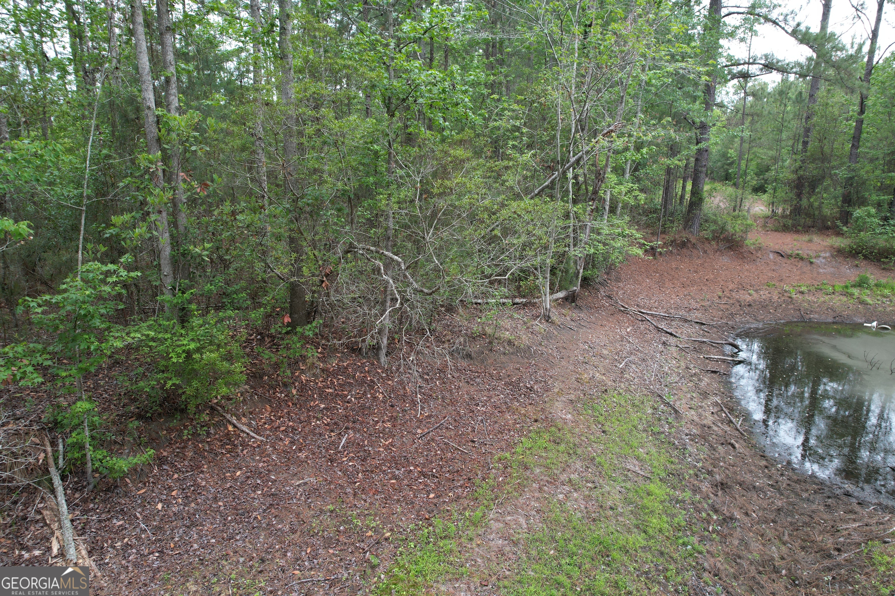 1.52-acres Mt Pleasant Road Clyo, GA 31303 - Photo 14 of 19 a view of a forest with trees in the background