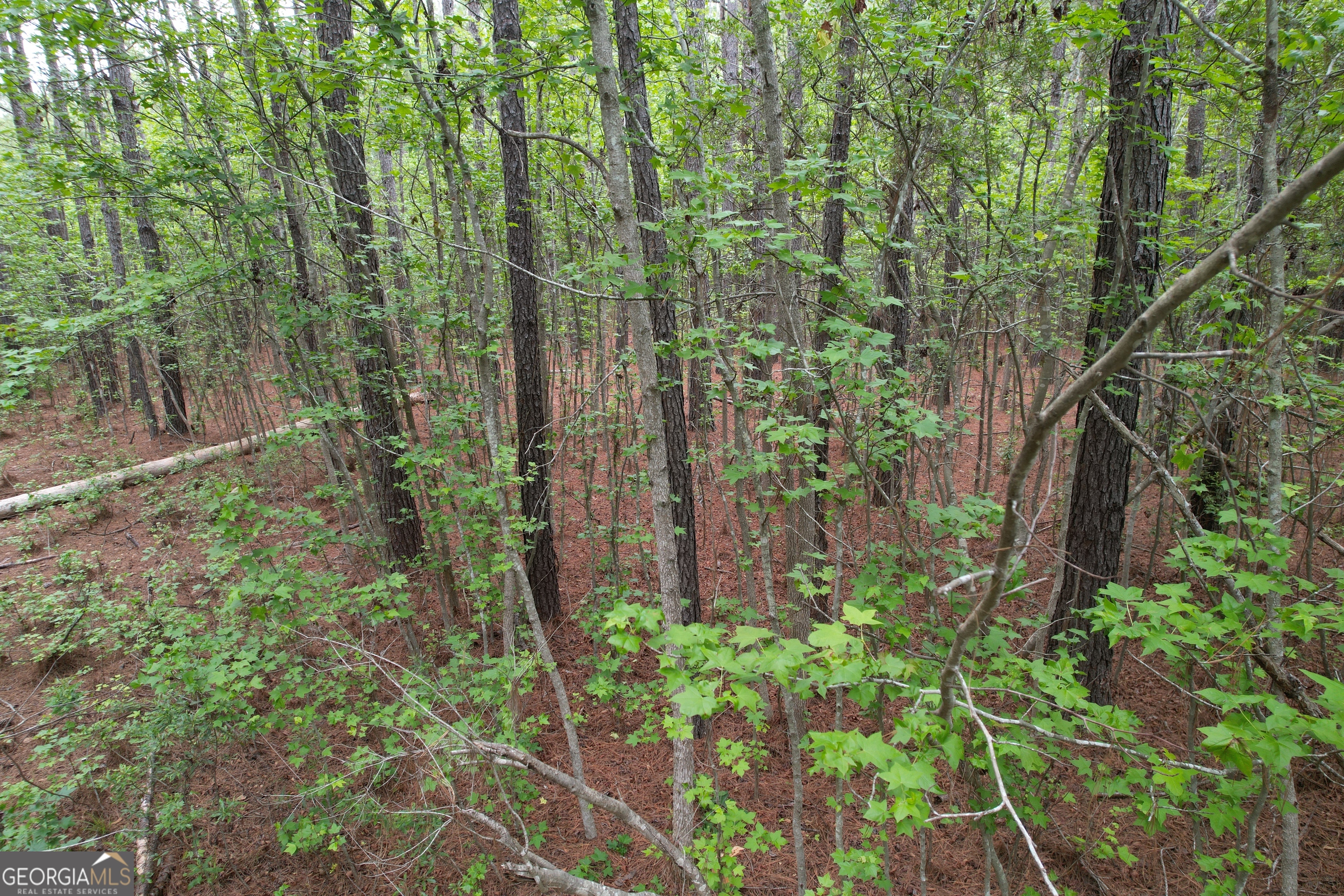 1.52-acres Mt Pleasant Road Clyo, GA 31303 - Photo 6 of 19 a view of a garden