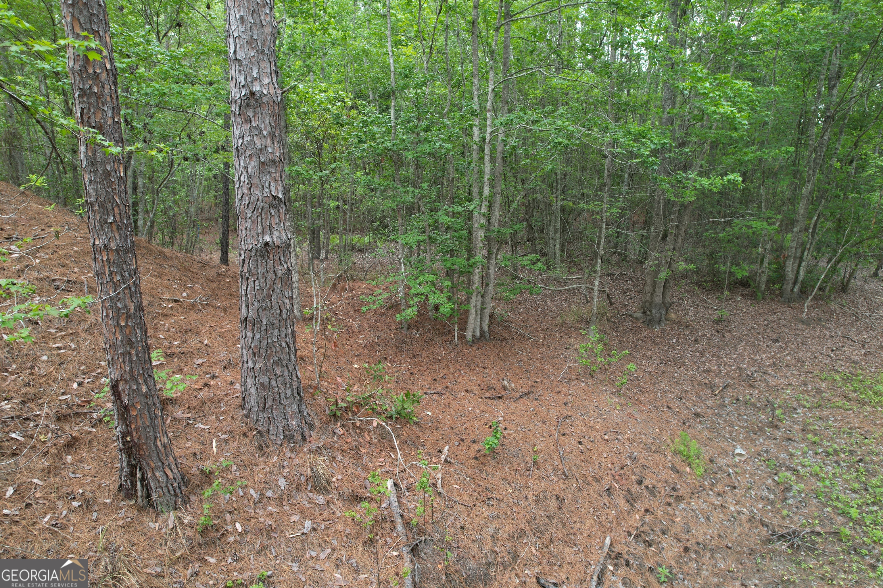 1.52-acres Mt Pleasant Road Clyo, GA 31303 - Photo 10 of 19 a view of a forest with trees in the background