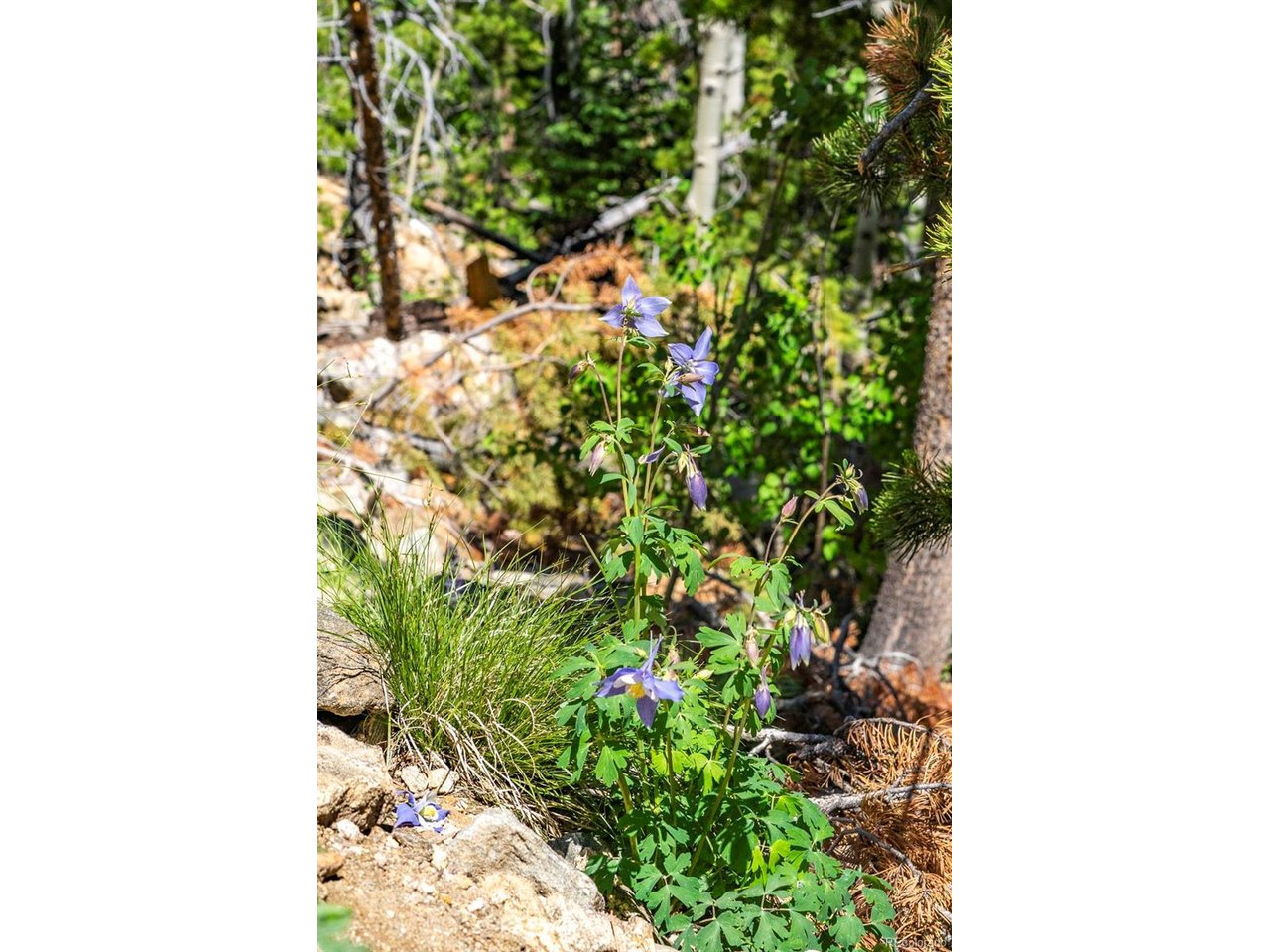 5 Roosevelt Ridge Black Hawk, CO 80422 - Photo 15 of 17