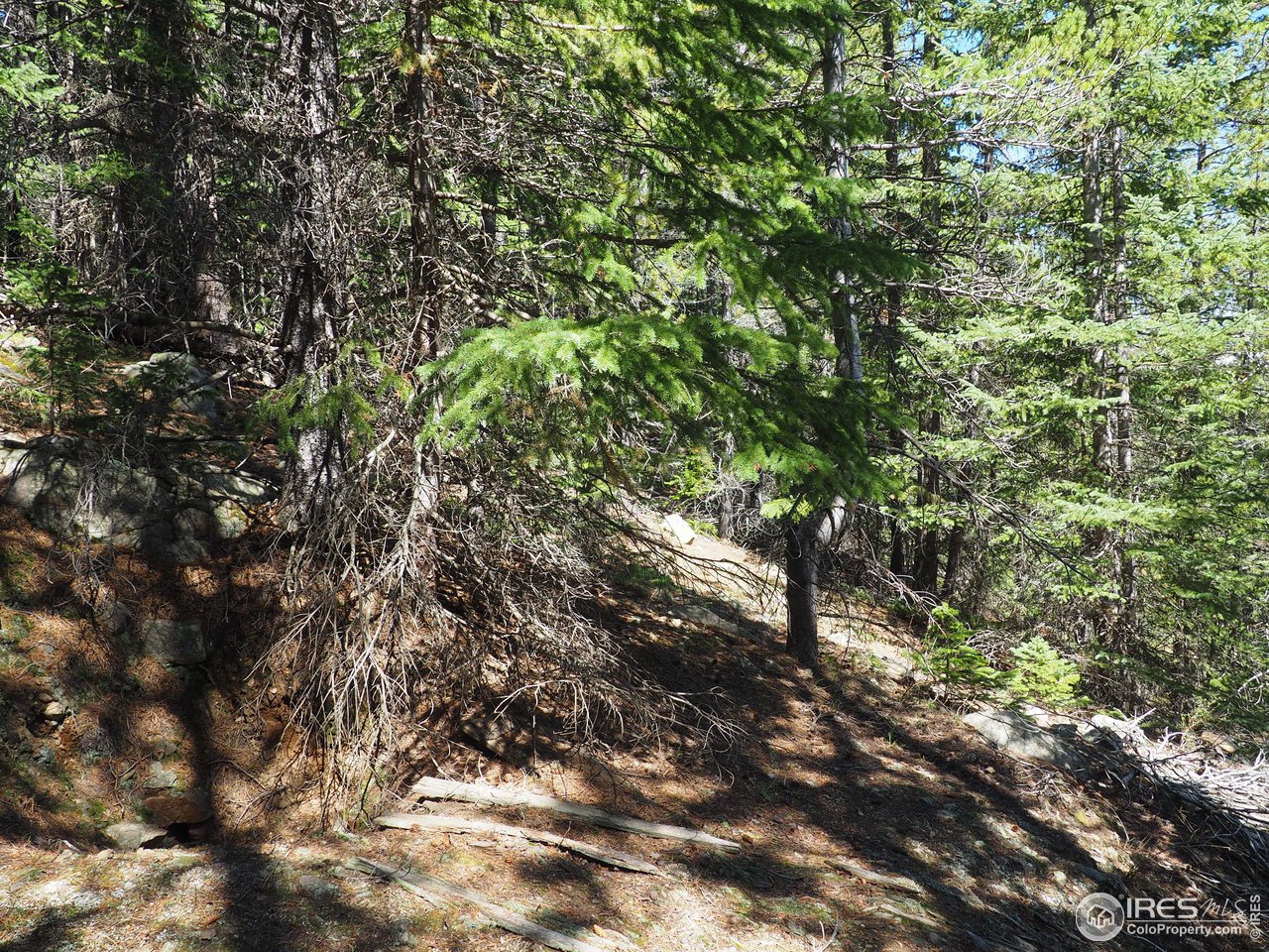 0 Gamble Gulch Road Black Hawk, CO 80422 - Photo 11 of 23 a view of a tree
