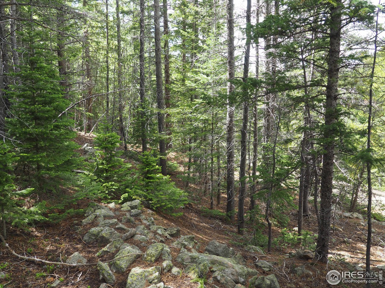 0 Gamble Gulch Road Black Hawk, CO 80422 - Photo 18 of 23 a view of a forest that has large trees