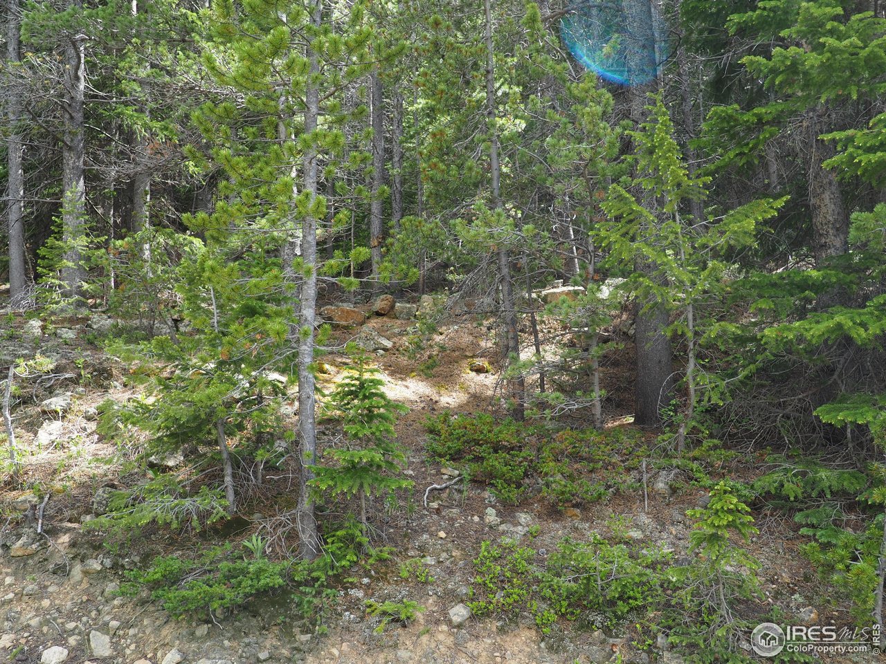 0 Gamble Gulch Road Black Hawk, CO 80422 - Photo 22 of 23 a view of forest