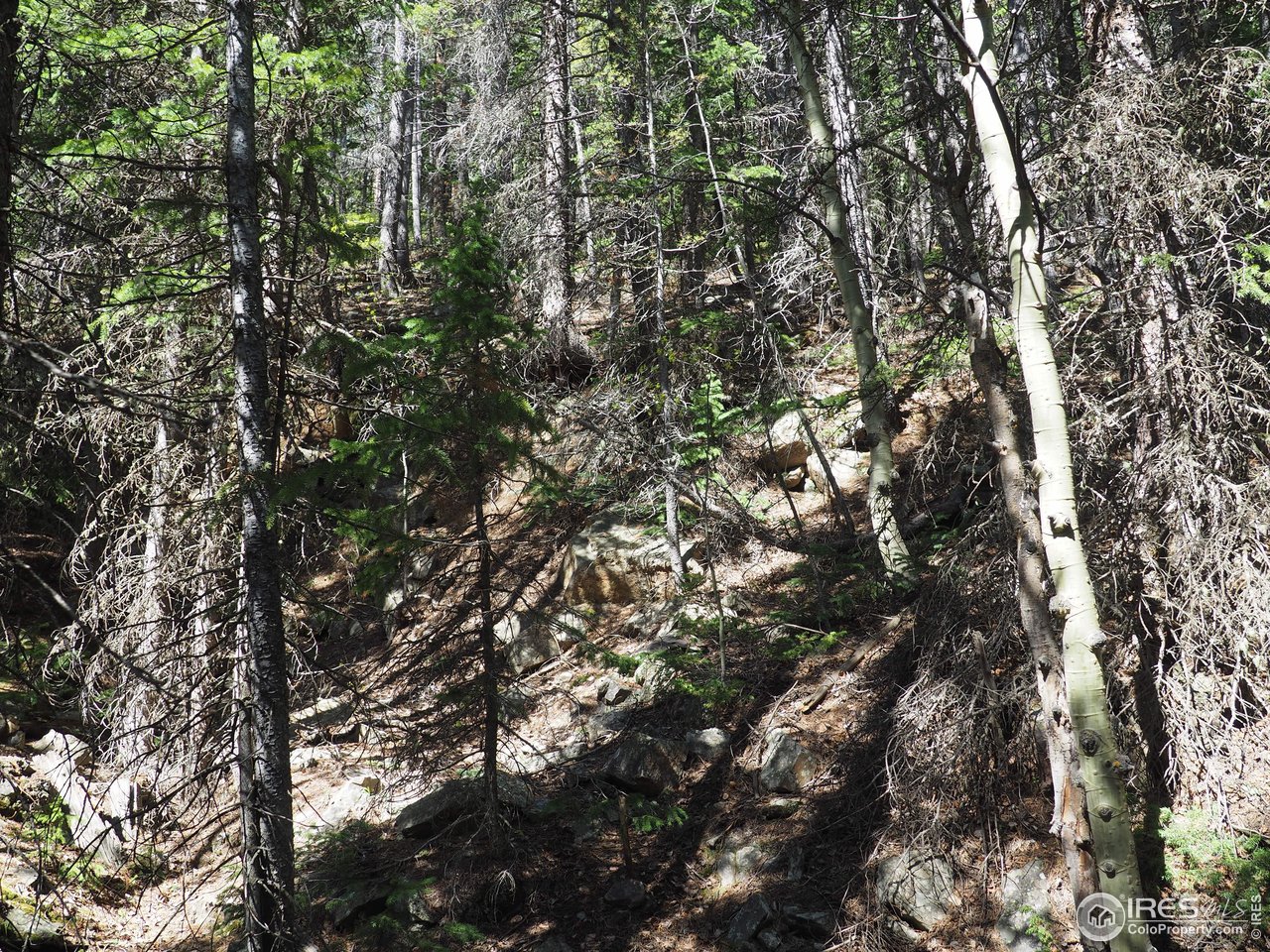 0 Gamble Gulch Road Black Hawk, CO 80422 - Photo 6 of 23 a view of a tree