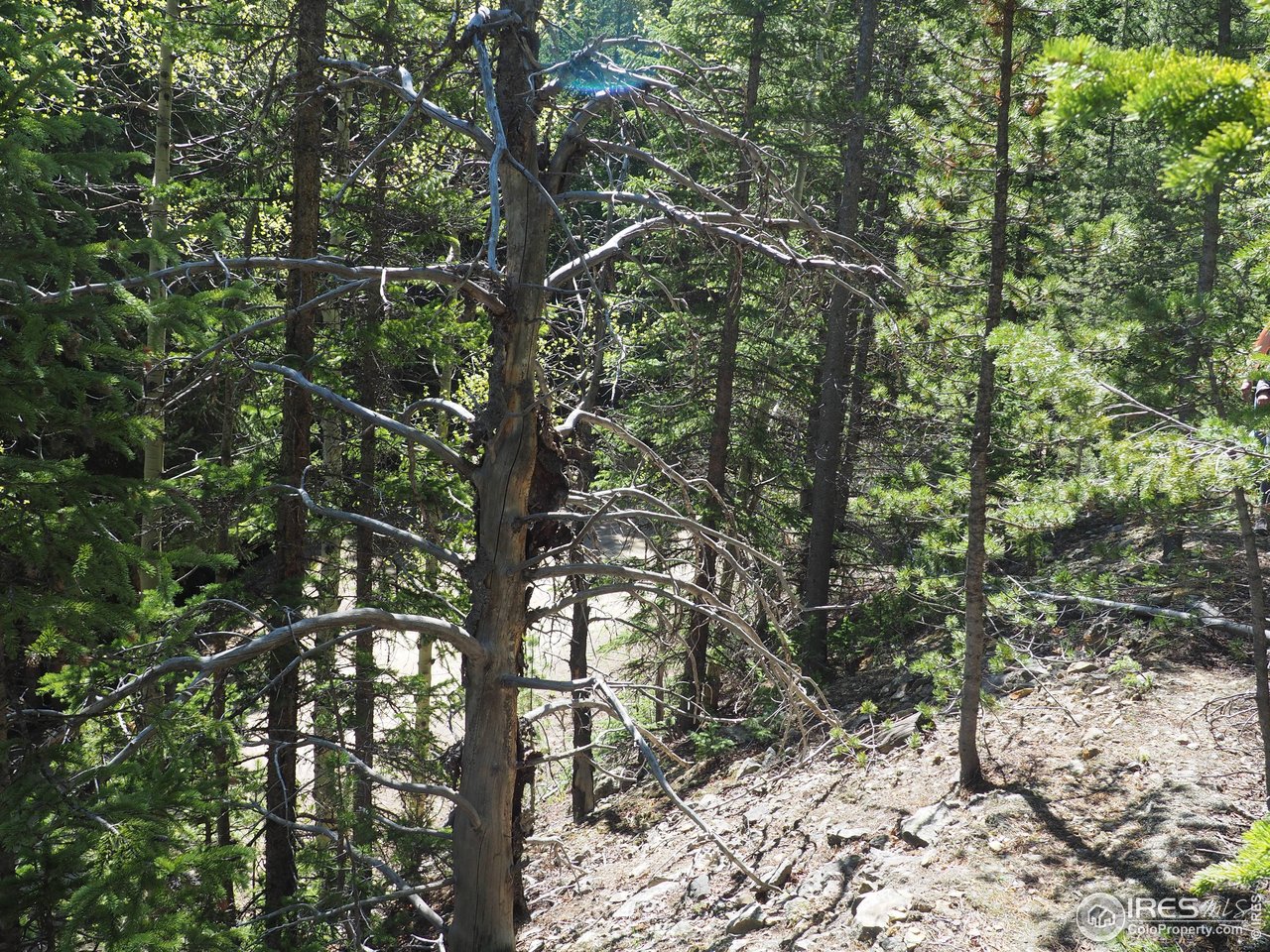 0 Gamble Gulch Road Black Hawk, CO 80422 - Photo 7 of 23 a view of a tree in a yard