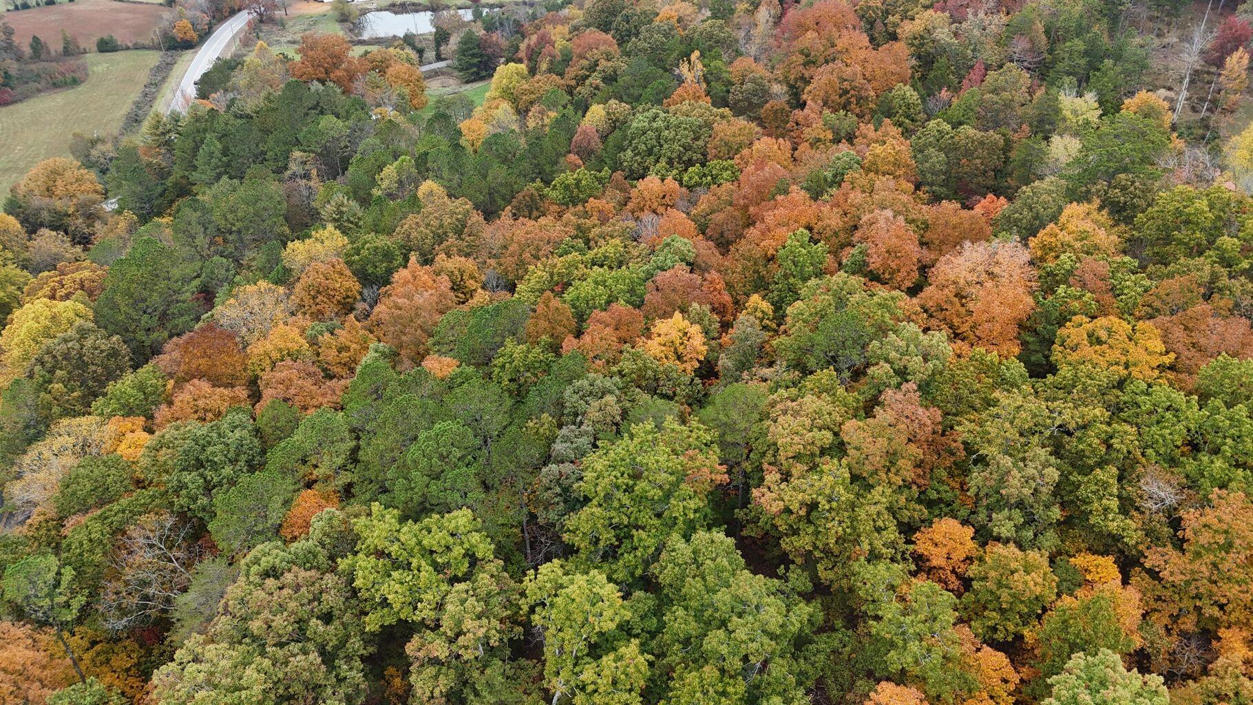 0 Lower River Road Northwest Georgetown, TN 37336 - Photo 11 of 13 20250708155327672843000000-o
